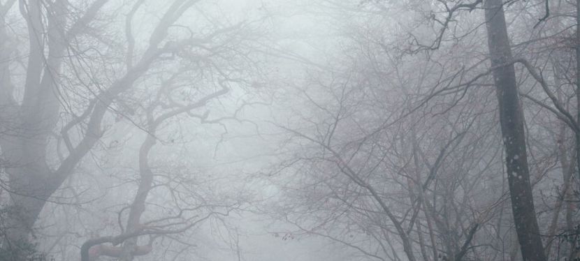 Book Review- The Morning&nbsp;Mist